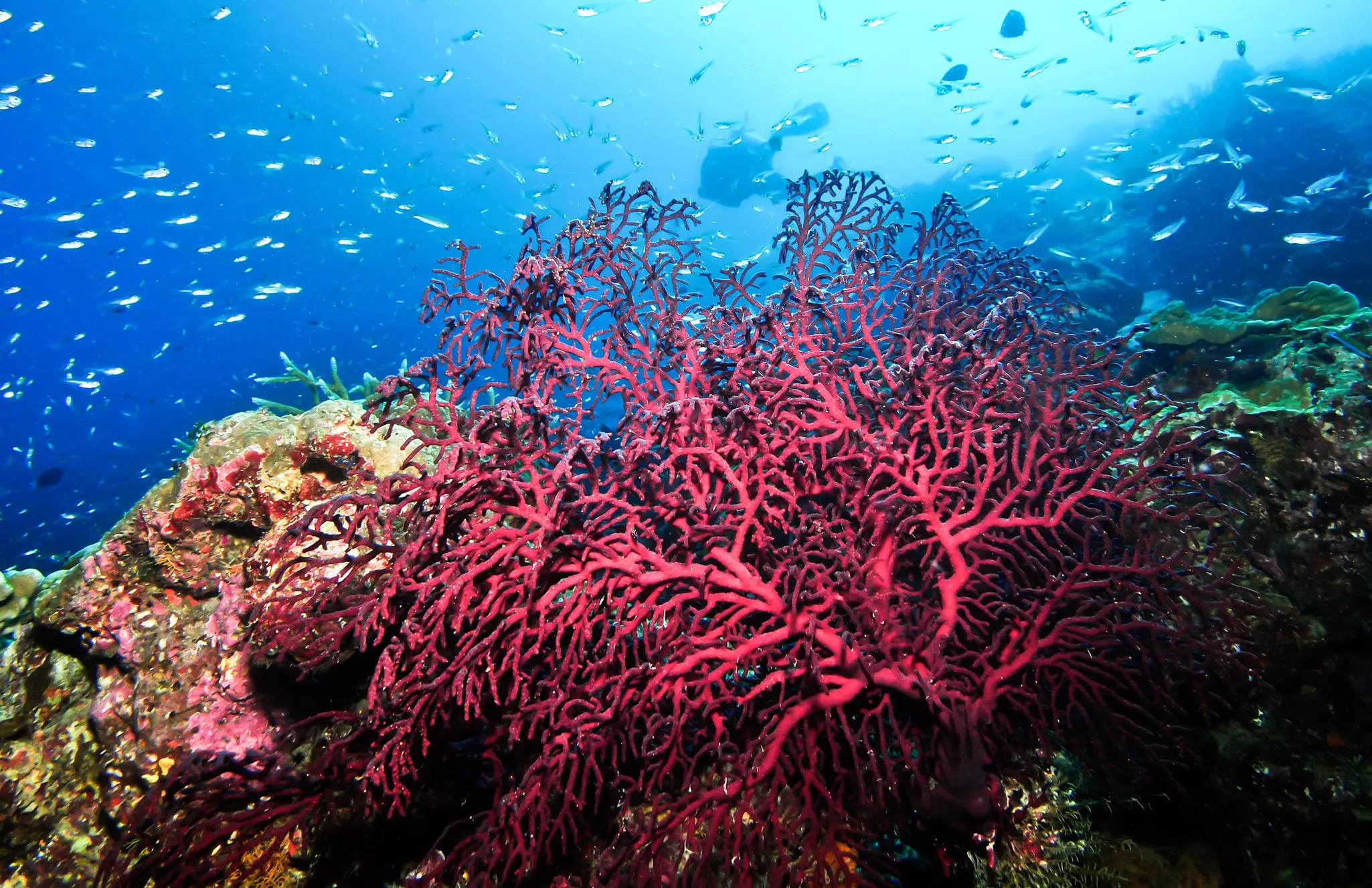 Gorgonia coral with small fish and a scuba diver in Mombasa.