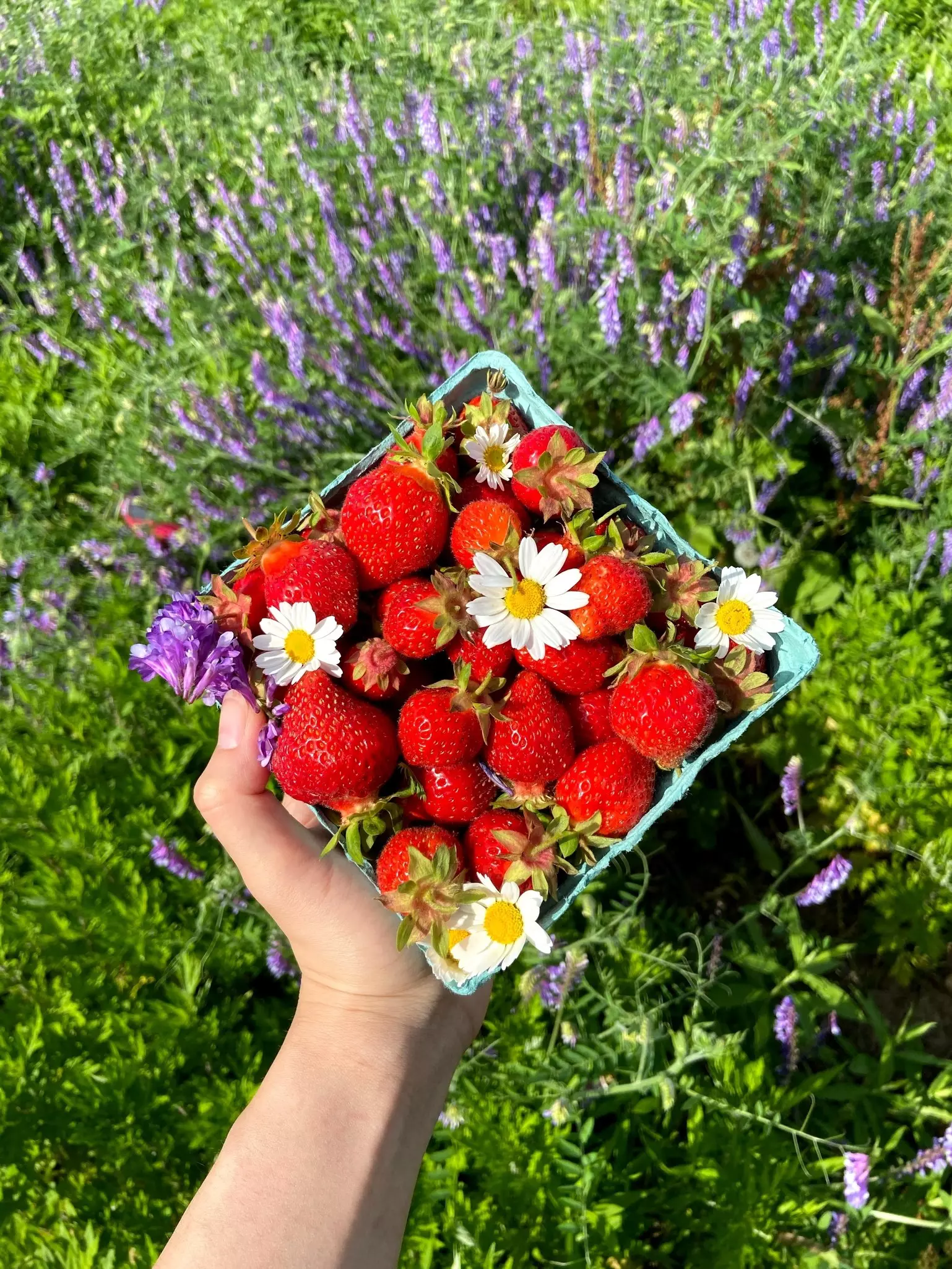 A green basket of strawberries held over purple flowering plants.