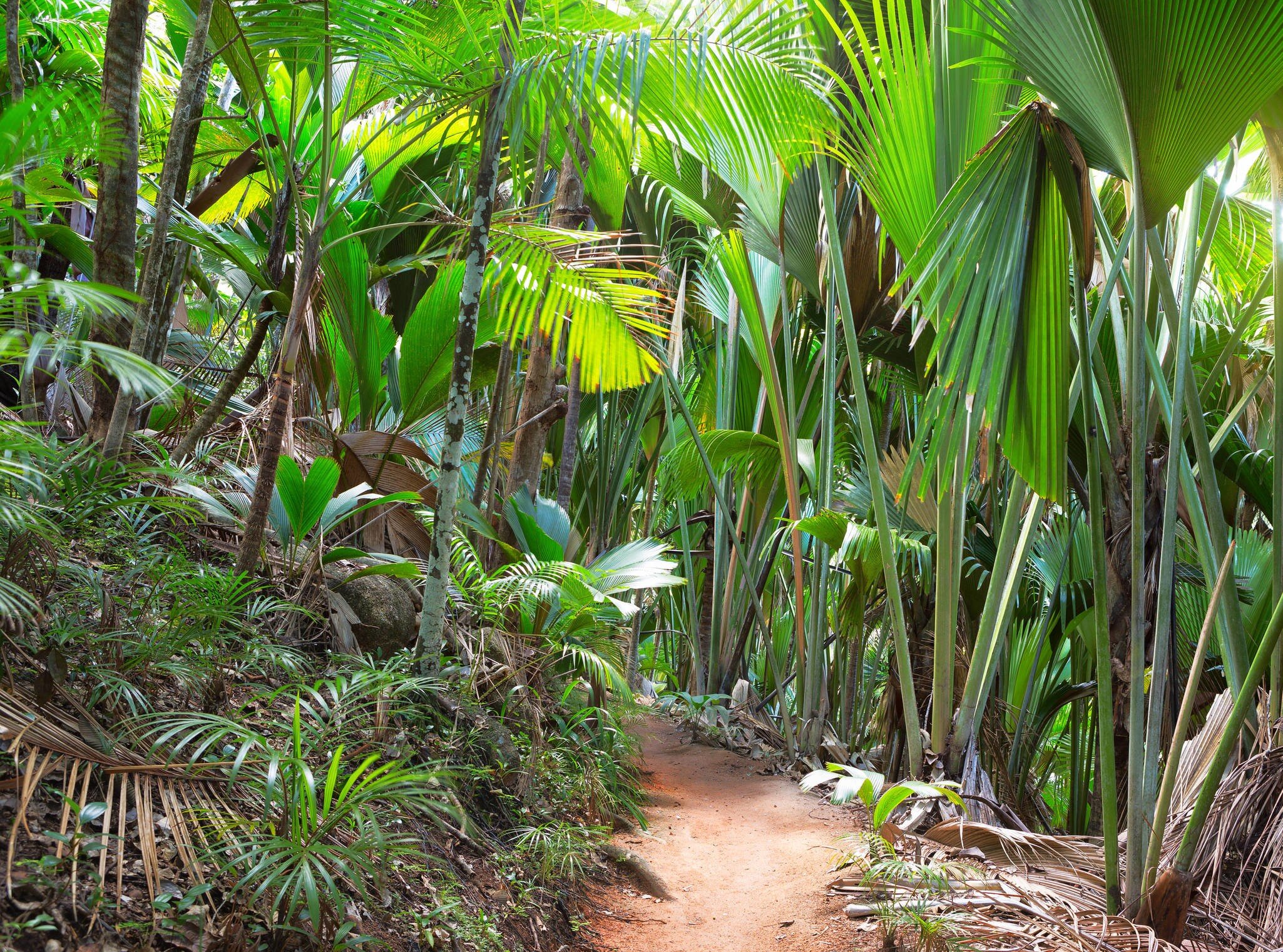 A sandy path winding between tall palms whose broad fan leaves close overhead.