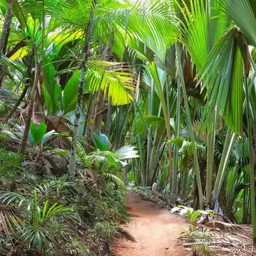 A sandy path winding between tall palms whose broad fan leaves close overhead.