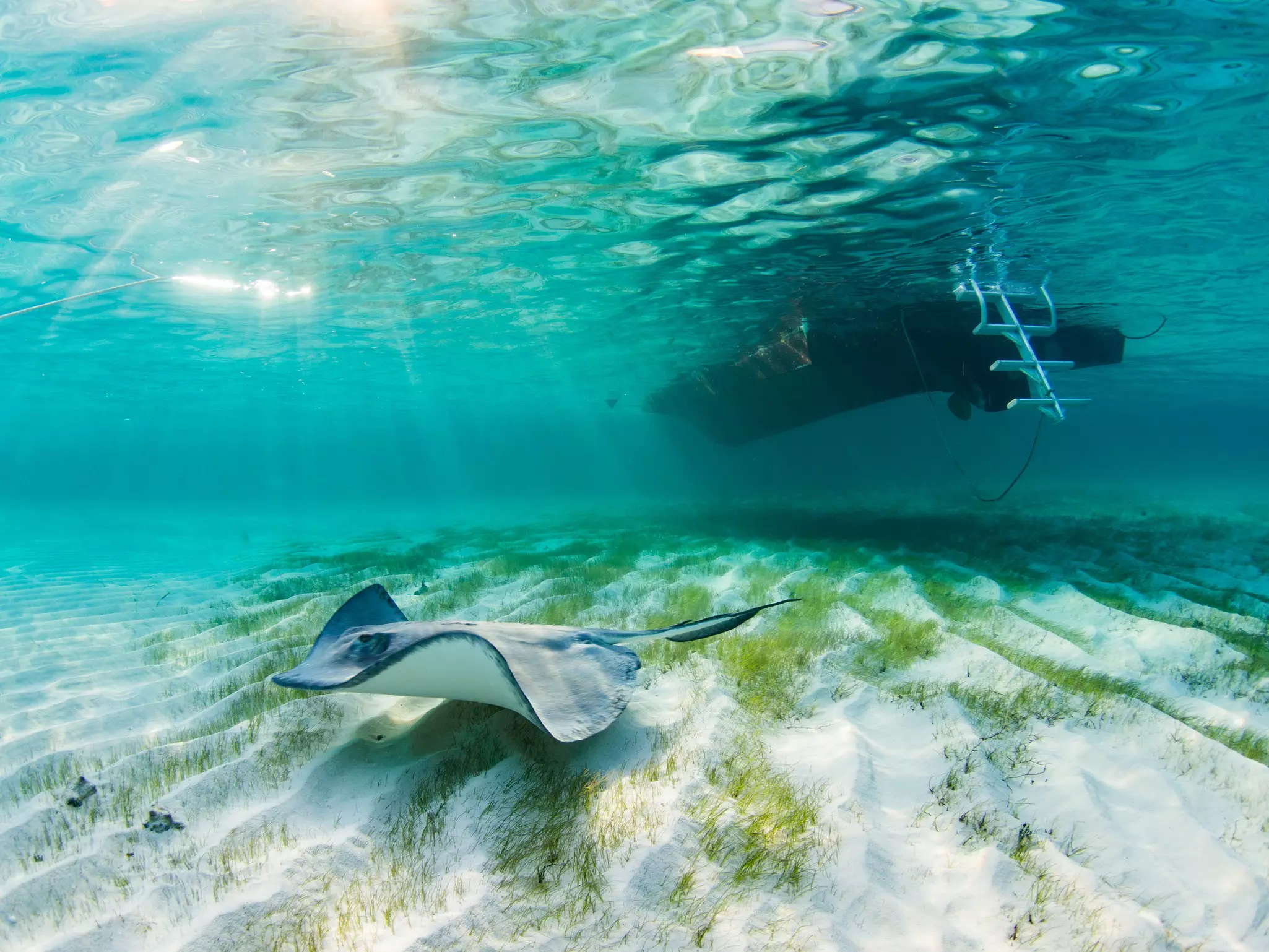 A stingray bathed in sun beams as it swims close to the sandy bottom of the shallow ocean under a dive boat.