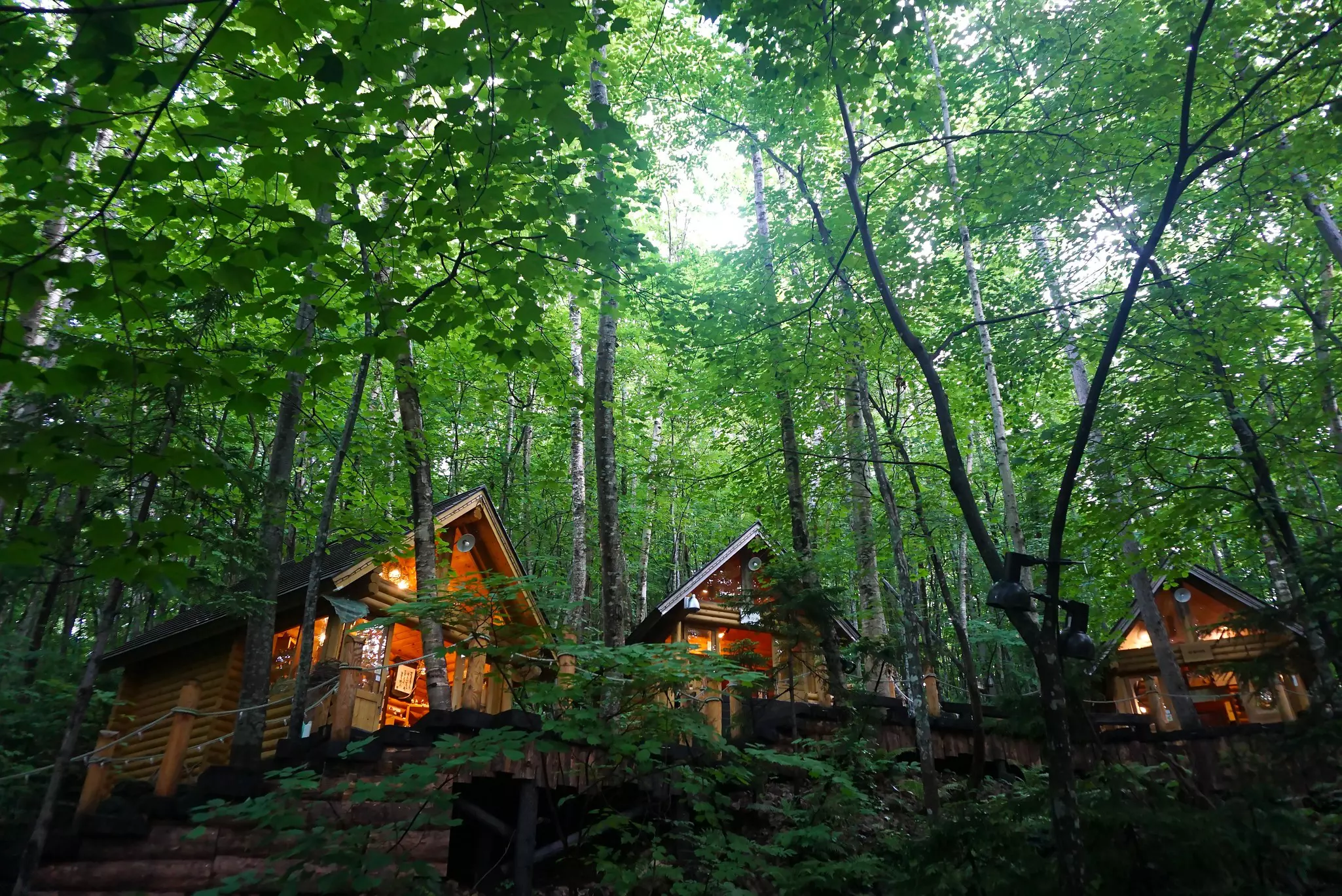 A series of quaint wooden cabins surrounded by woodland.