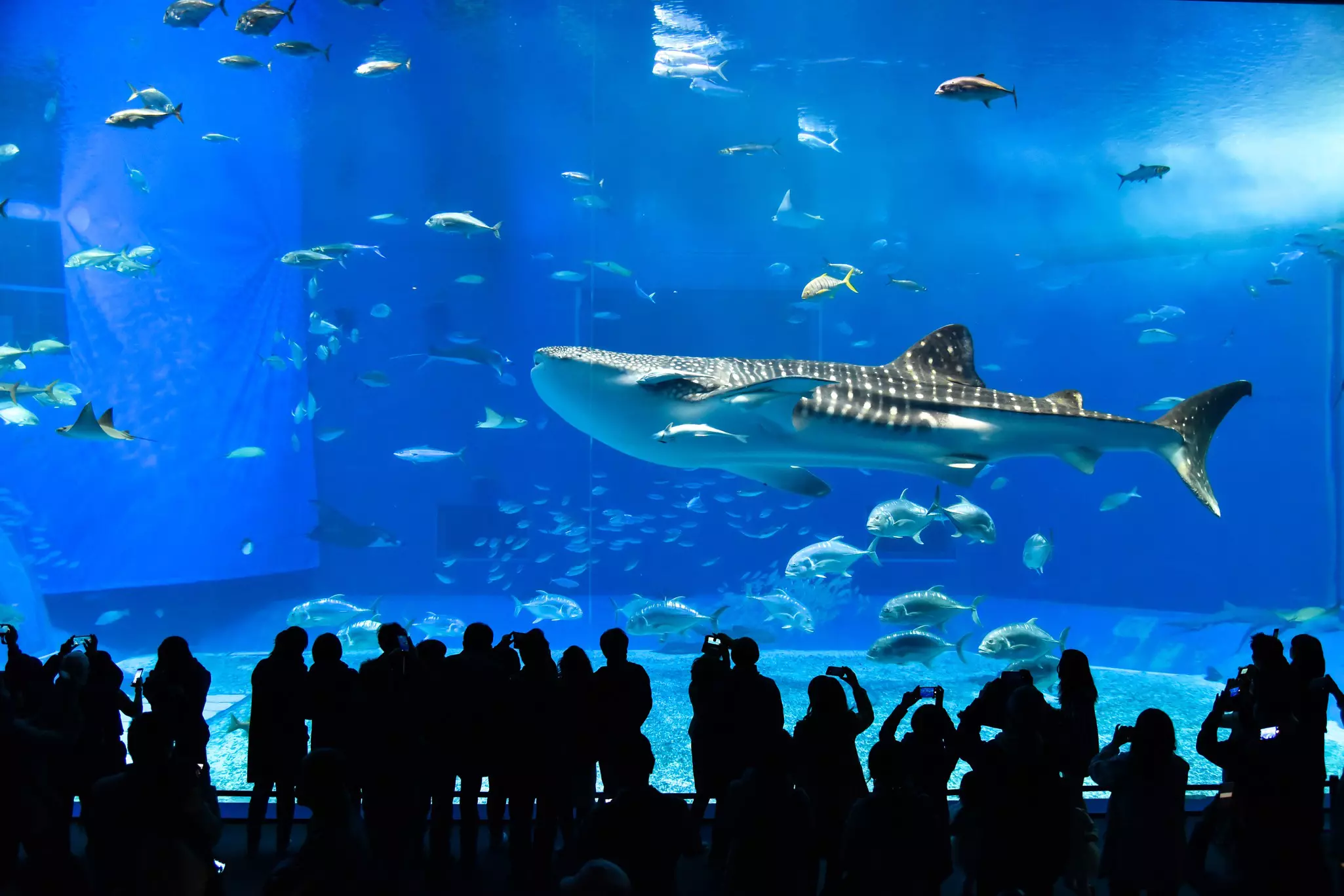 People in silhouette watch and take photos of a whale shark and other fish in a large aquarium tank