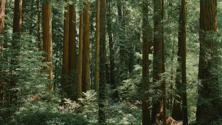 Big Sur river hike, California. July 2025.