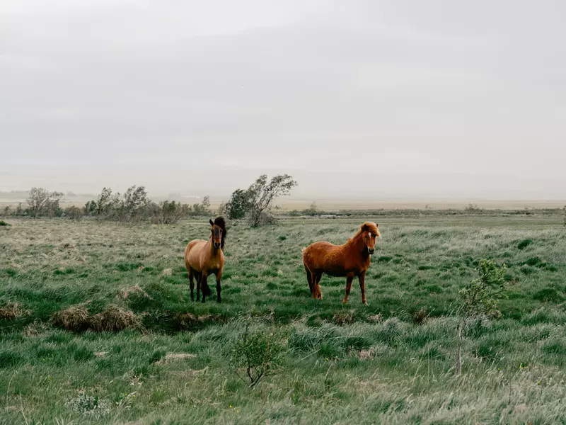 Icelandic horses on the Ring Road