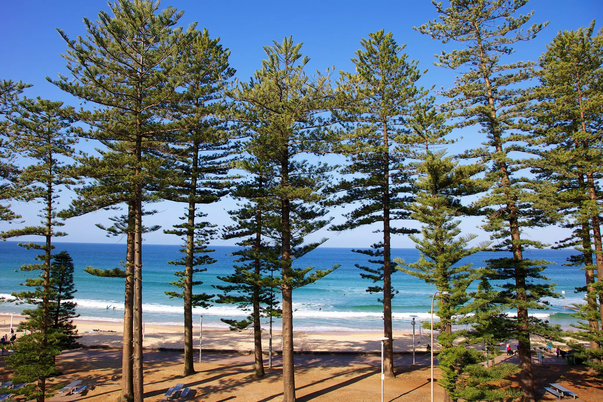 Pine trees line the foreground with a sandy beach and ocean in the distance on a sunny day.