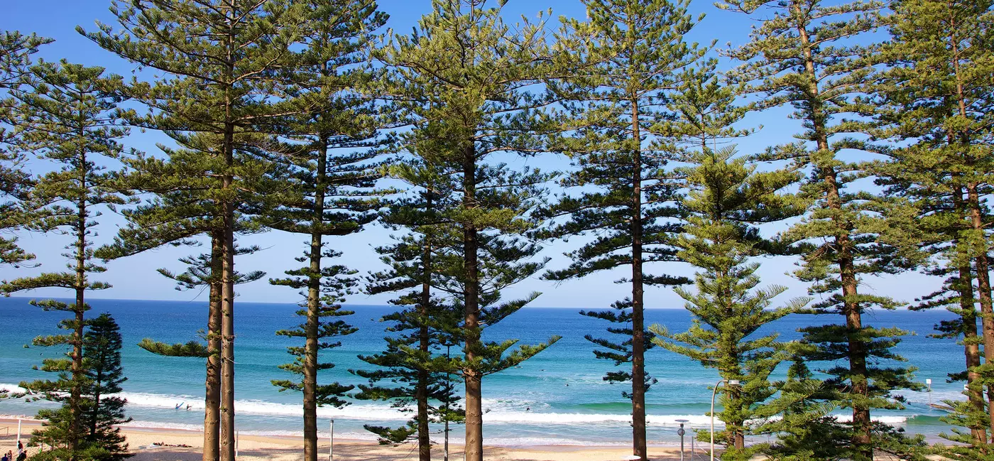 Tall trees by a white sandy beach and blue ocean.