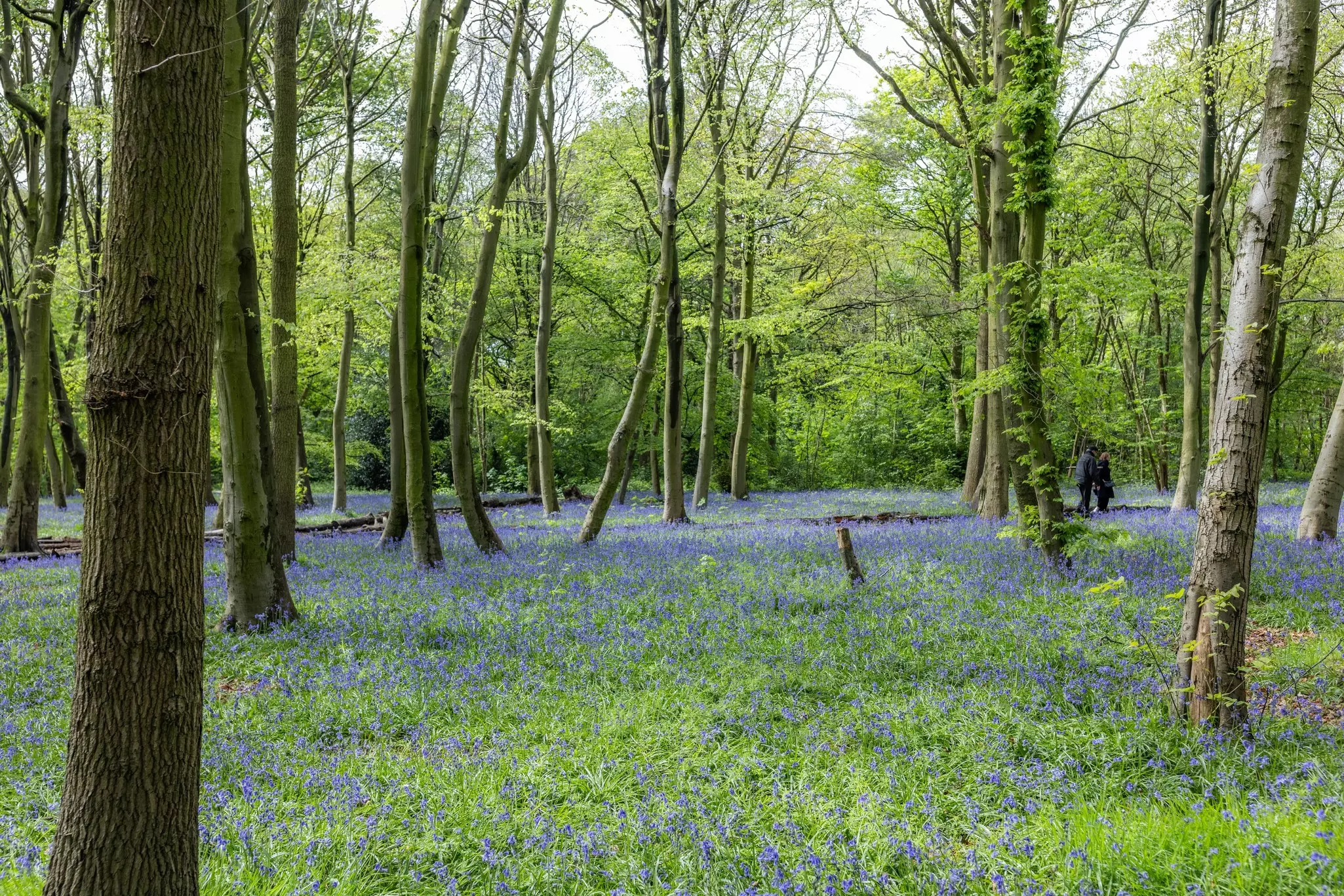 Bluebells carpeted throughout a forest on an overcast day, with a couple walking in the distance.
