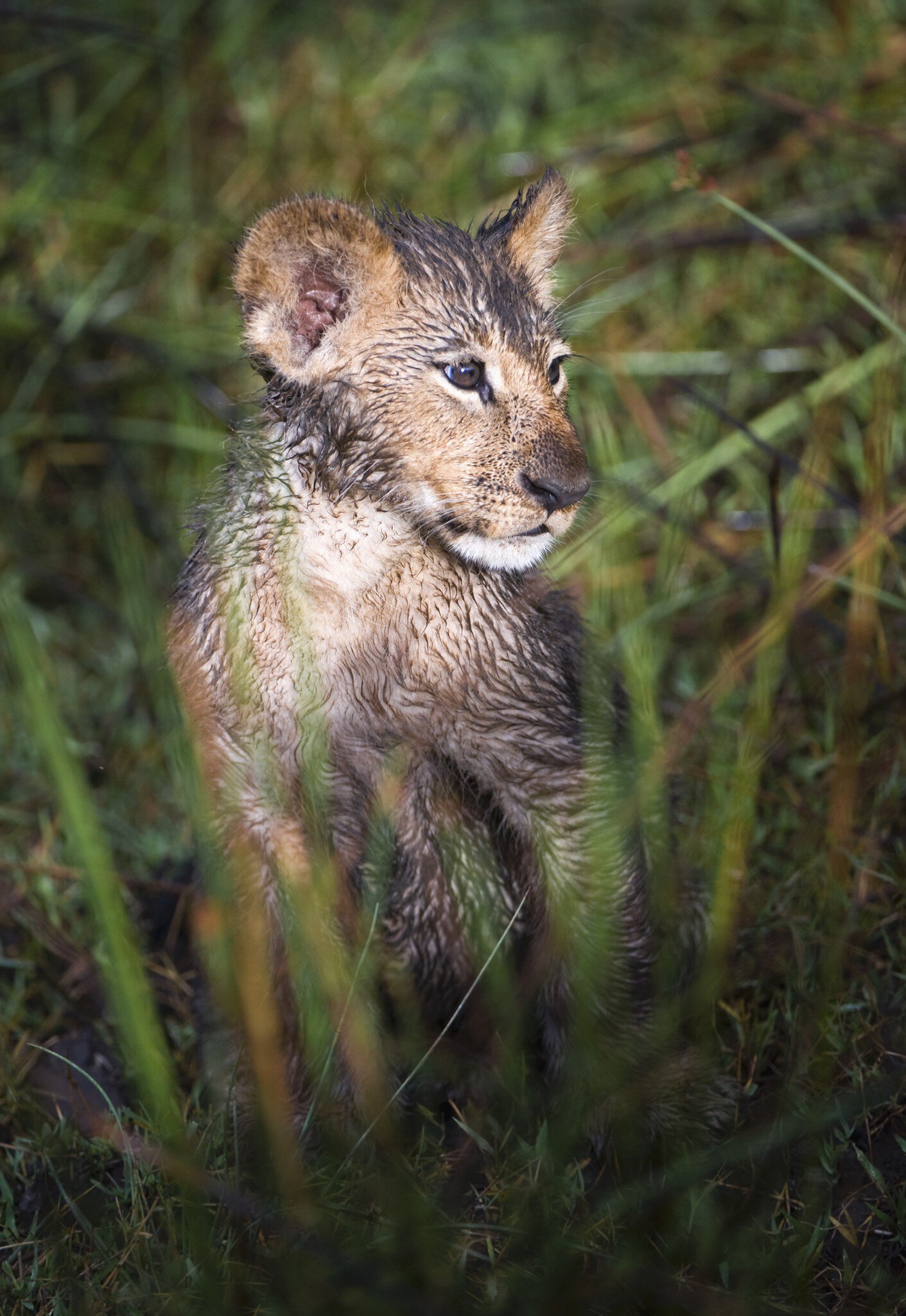Wet Lion cub (Panthera Leo) in Okavango swamp, Chiefs Island, Moremi National Park, Botswana