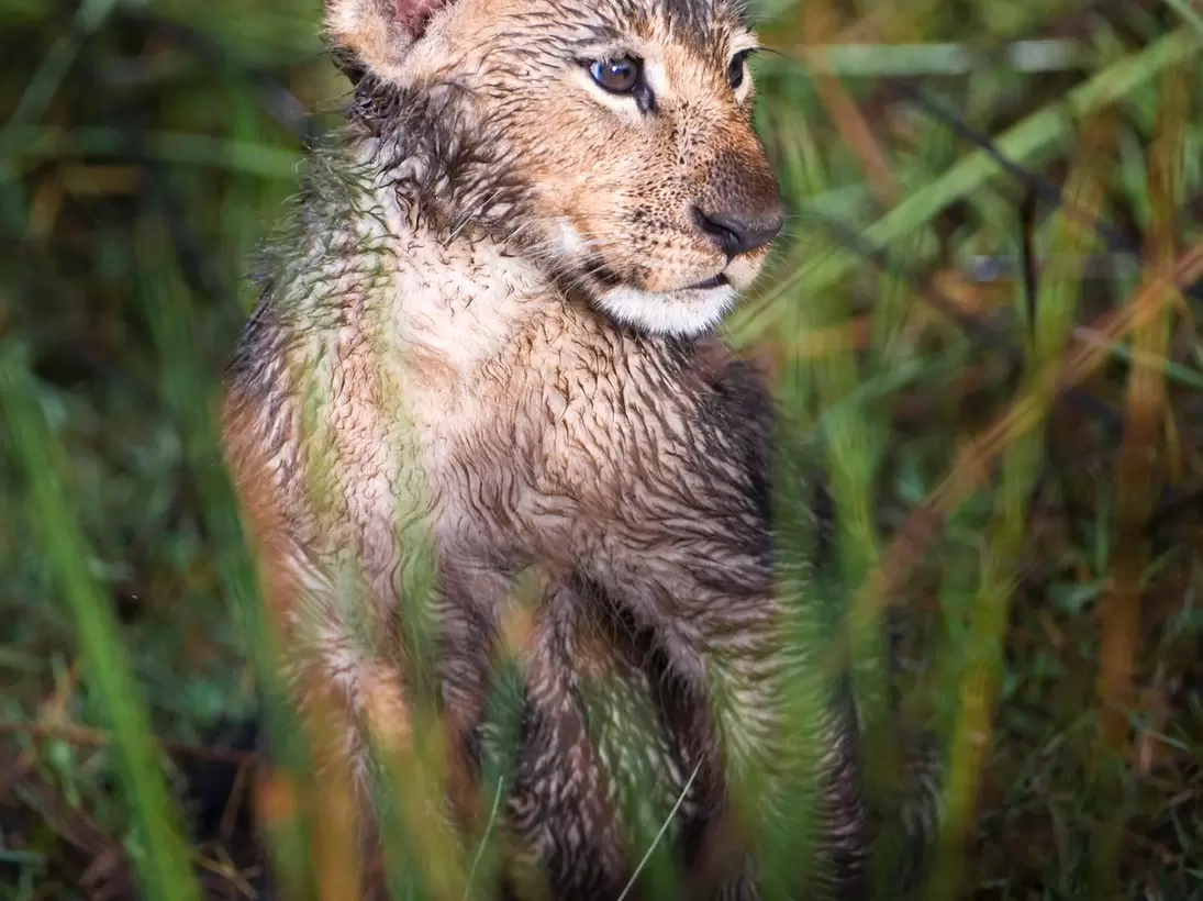 Wet Lion cub (Panthera Leo) in Okavango swamp, Chiefs Island, Moremi National Park, Botswana