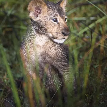 Wet Lion cub (Panthera Leo) in Okavango swamp, Chiefs Island, Moremi National Park, Botswana
