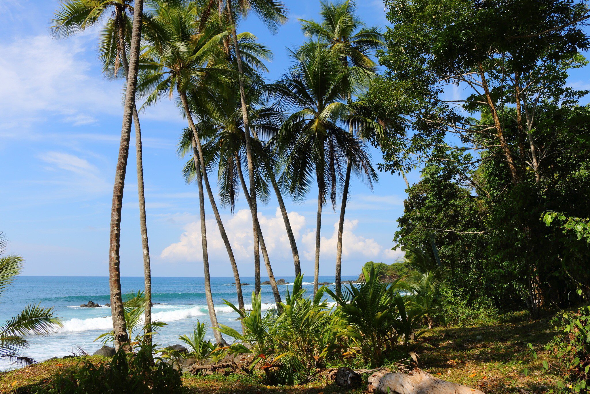 The jungle meets the sea at playa Uvita.
369567776
shore, tropical, seaside, waterfront, holiday, summer, foreshore, paradise, sunshine, countryside, season, recreation, caribbean, beach, backdrop, showplace, relax, palms, tourism, seashore, sea, vacation, landscape, ocean, travel, view, trees, costa, for, playa, catalog, time, lonely, blue, text, panorama, tropic, bay, sky, plants, uvita, water, space, palm, rica