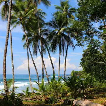 The jungle meets the sea at playa Uvita.
369567776
shore, tropical, seaside, waterfront, holiday, summer, foreshore, paradise, sunshine, countryside, season, recreation, caribbean, beach, backdrop, showplace, relax, palms, tourism, seashore, sea, vacation, landscape, ocean, travel, view, trees, costa, for, playa, catalog, time, lonely, blue, text, panorama, tropic, bay, sky, plants, uvita, water, space, palm, rica