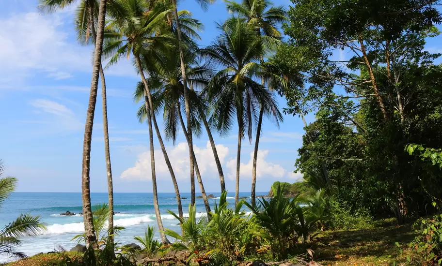Tall coconut palms and tropical plants frame waves breaking on a rocky shore under a blue sky with clouds