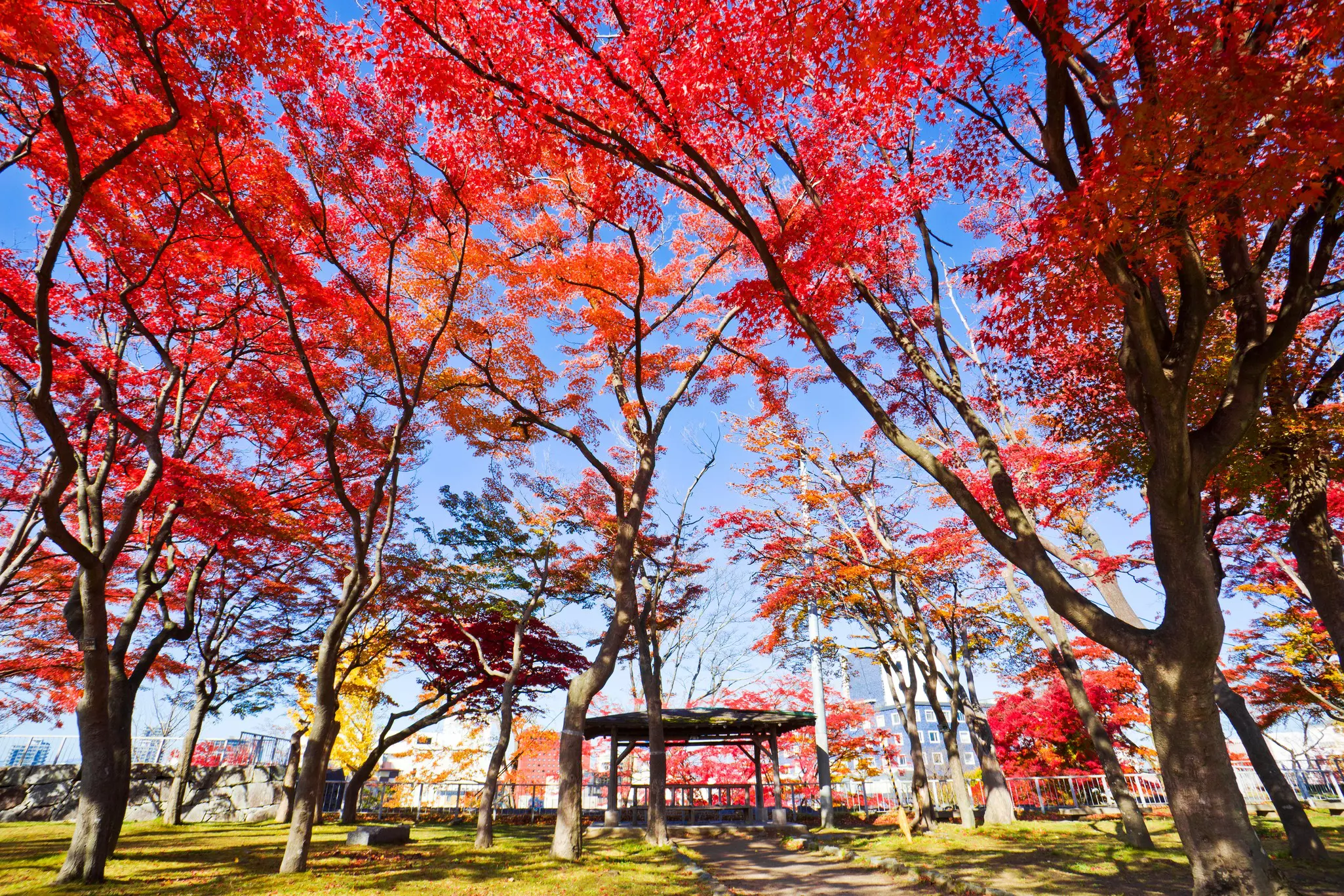 A park with Japanese maple trees with red fall foliage