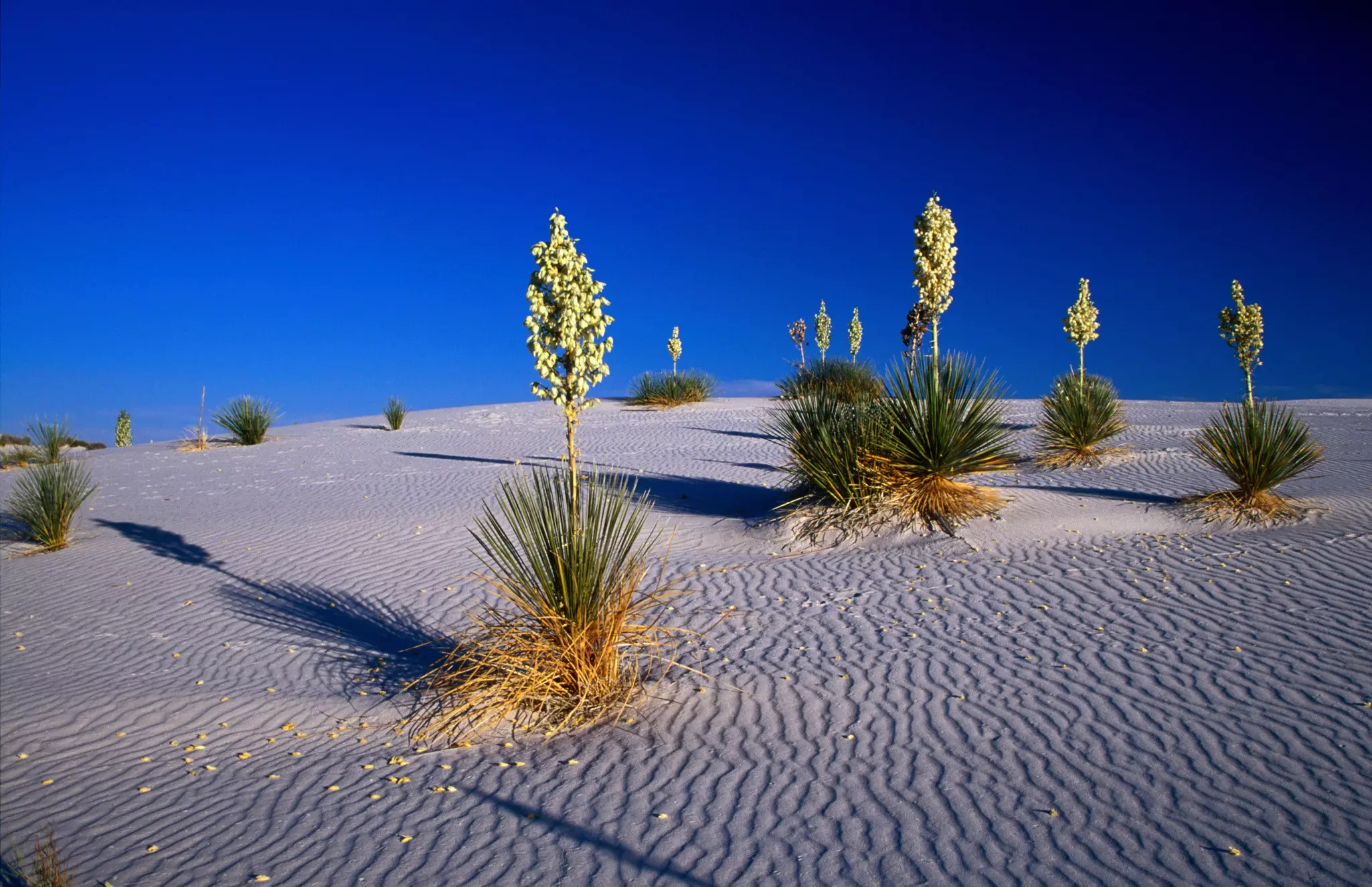 Sand and plants on White Sands National Monument in New Mexico
