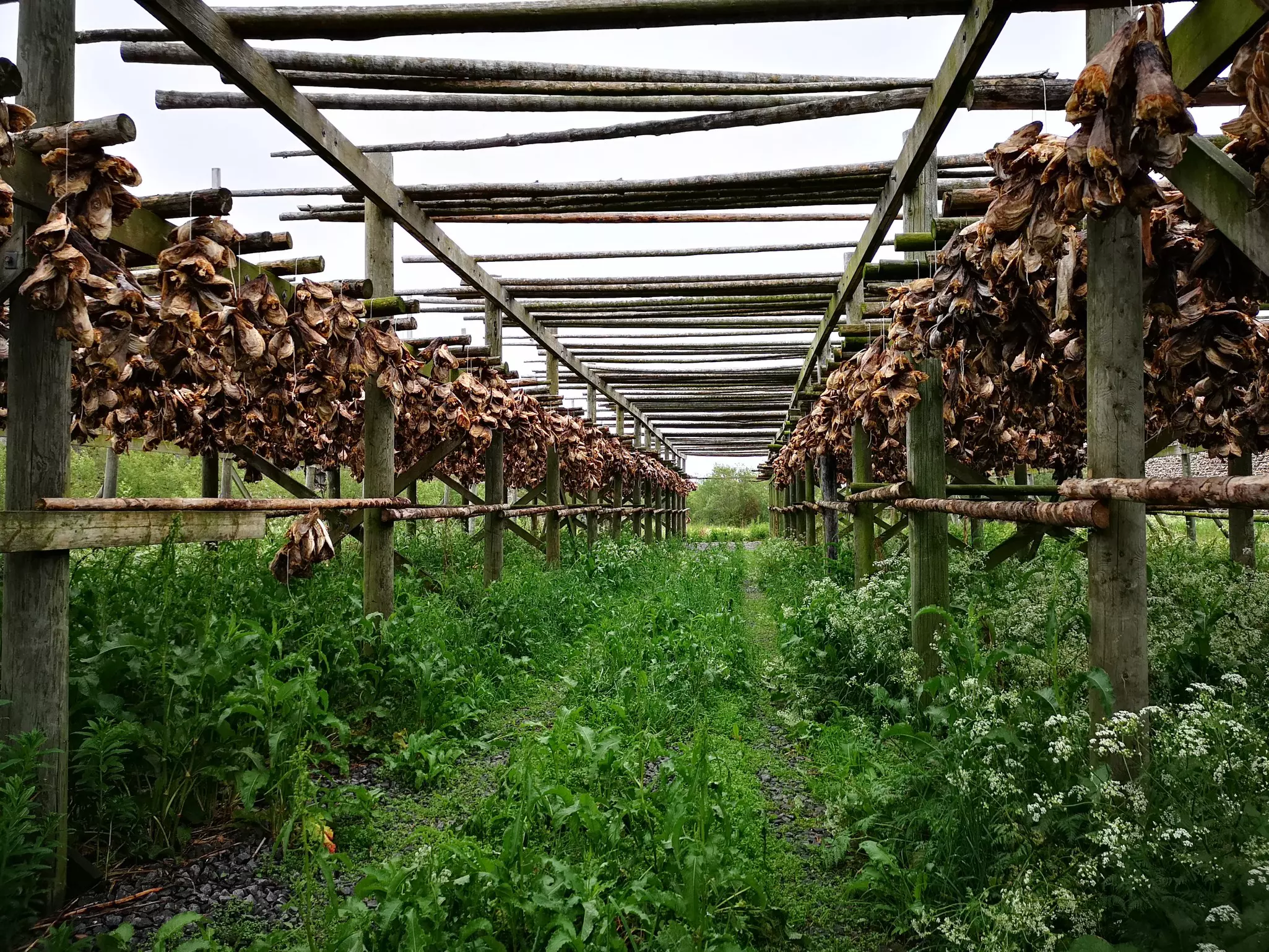 Traditional curing of codfish in Lofoten Islands, Norway