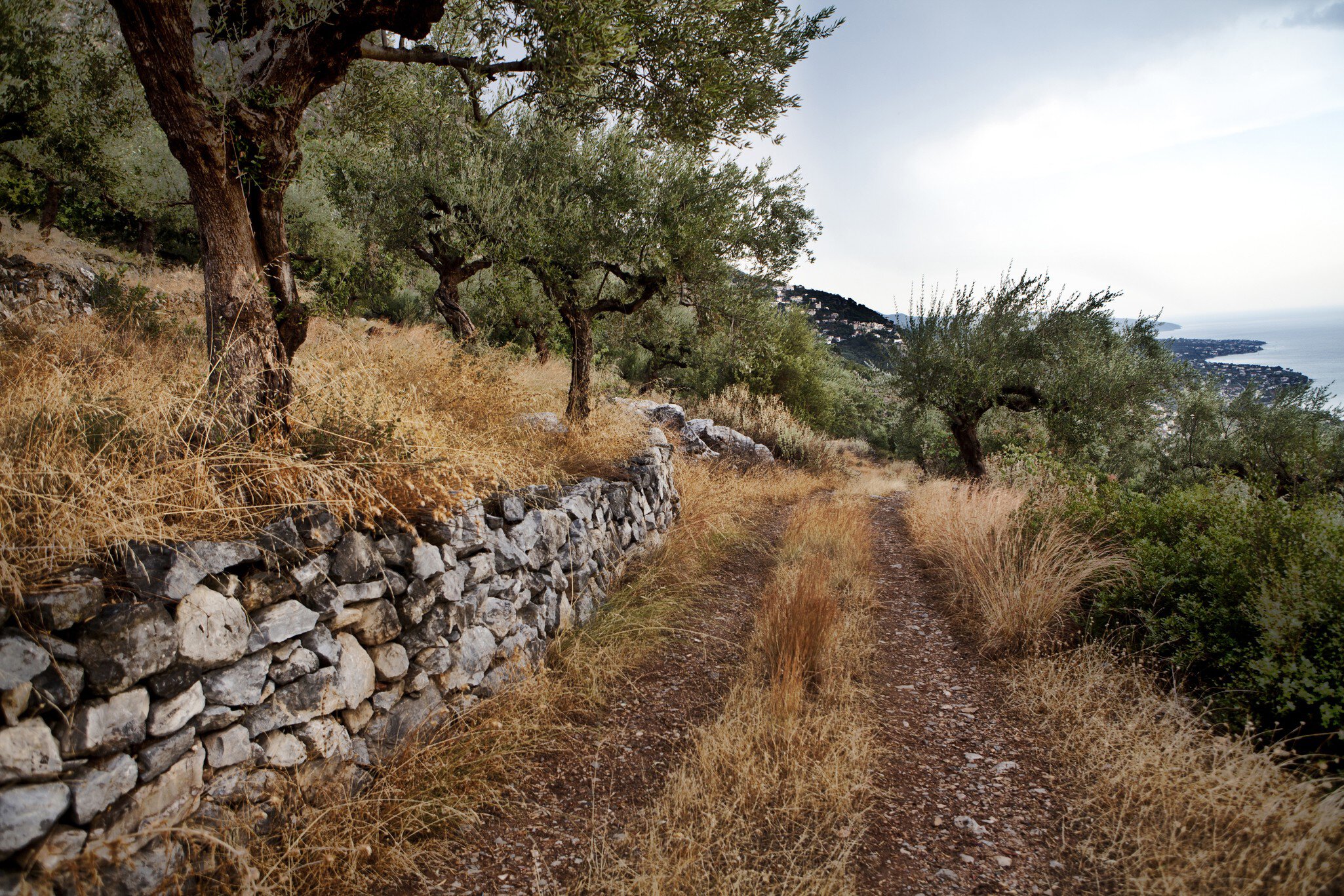 Olive trees in Calamata after rein