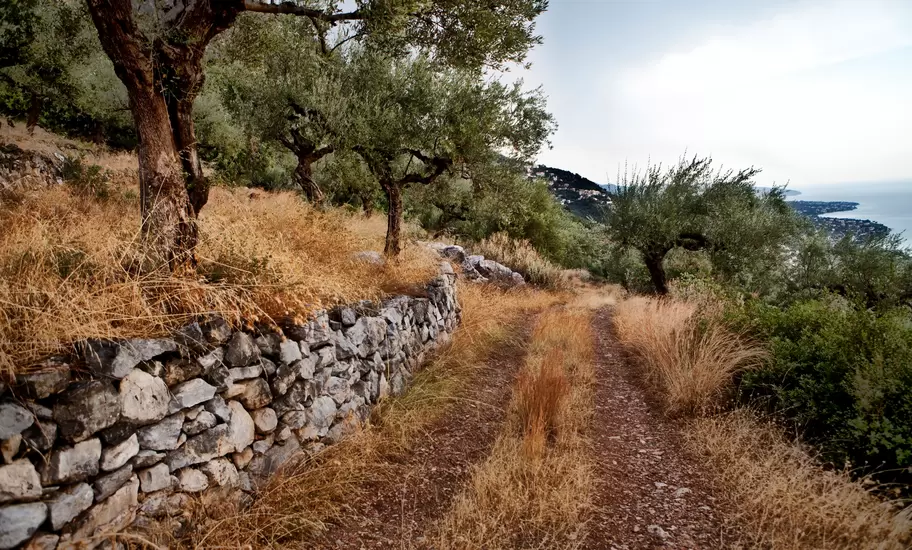 Olive trees in Calamata after rein