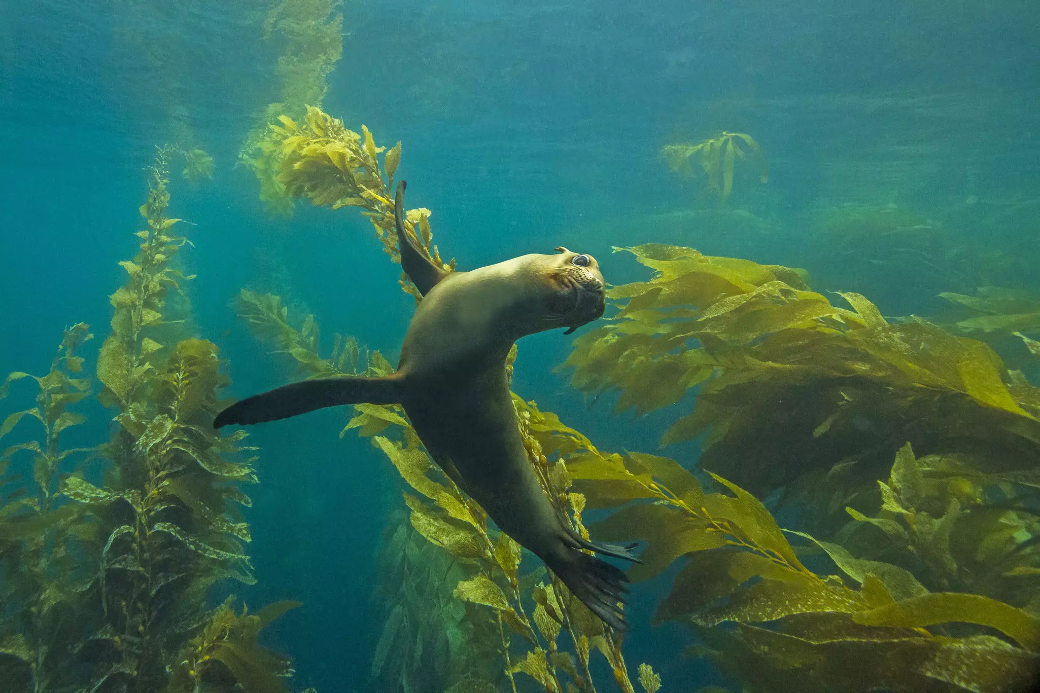 A young California sea lion sweeps through the kelp forest at Anacapa Island in the Channel Islands National Park.