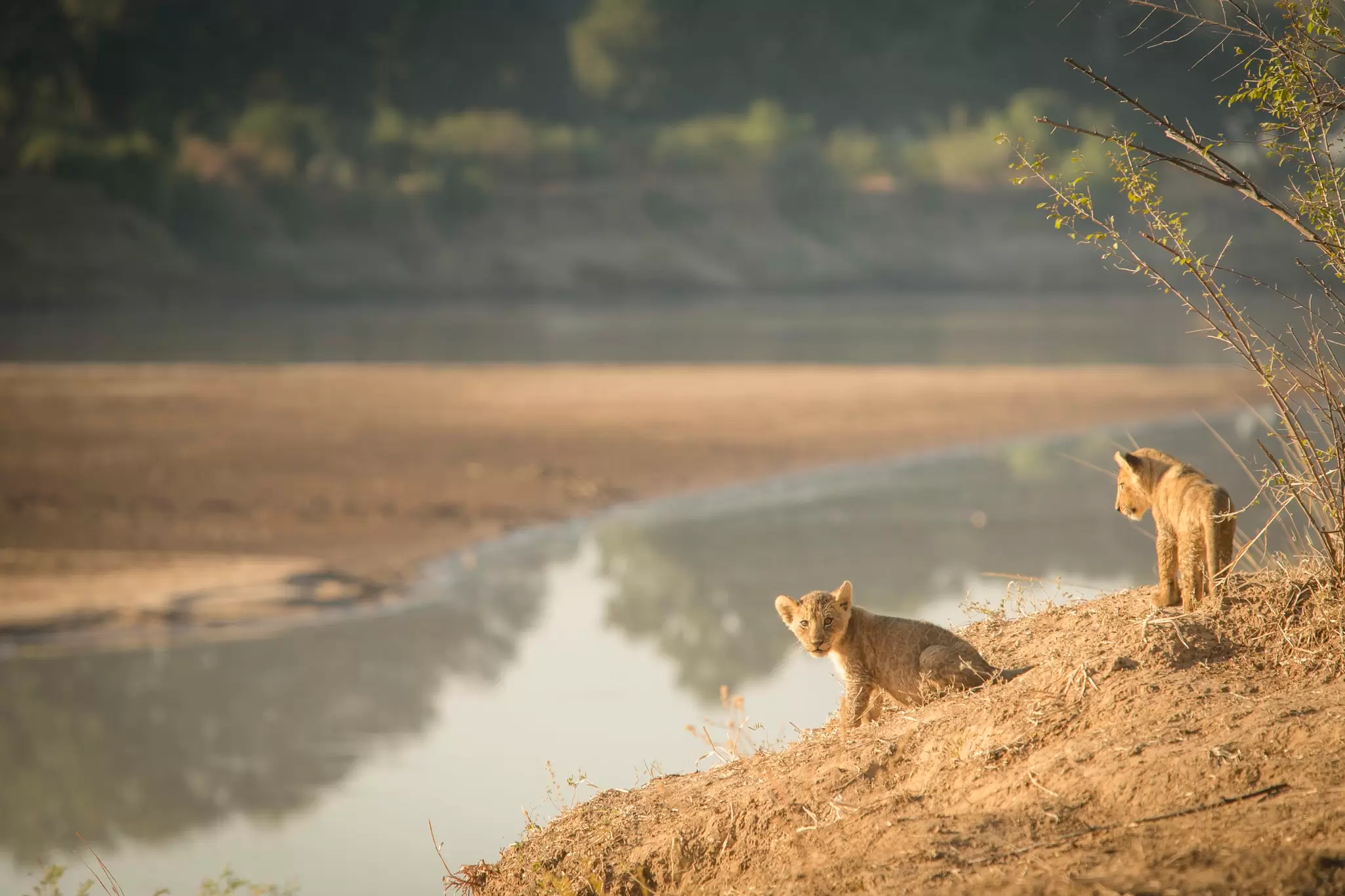 Two small lion cubs on a sandy bank beside a river in the evening sunshine: South Luangwa National Park, Zambia. 