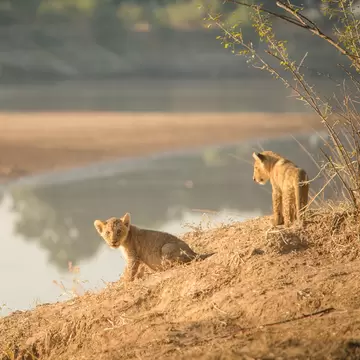 Two small lion cubs on a sandy bank beside a river in the evening sunshine: South Luangwa National Park, Zambia. 