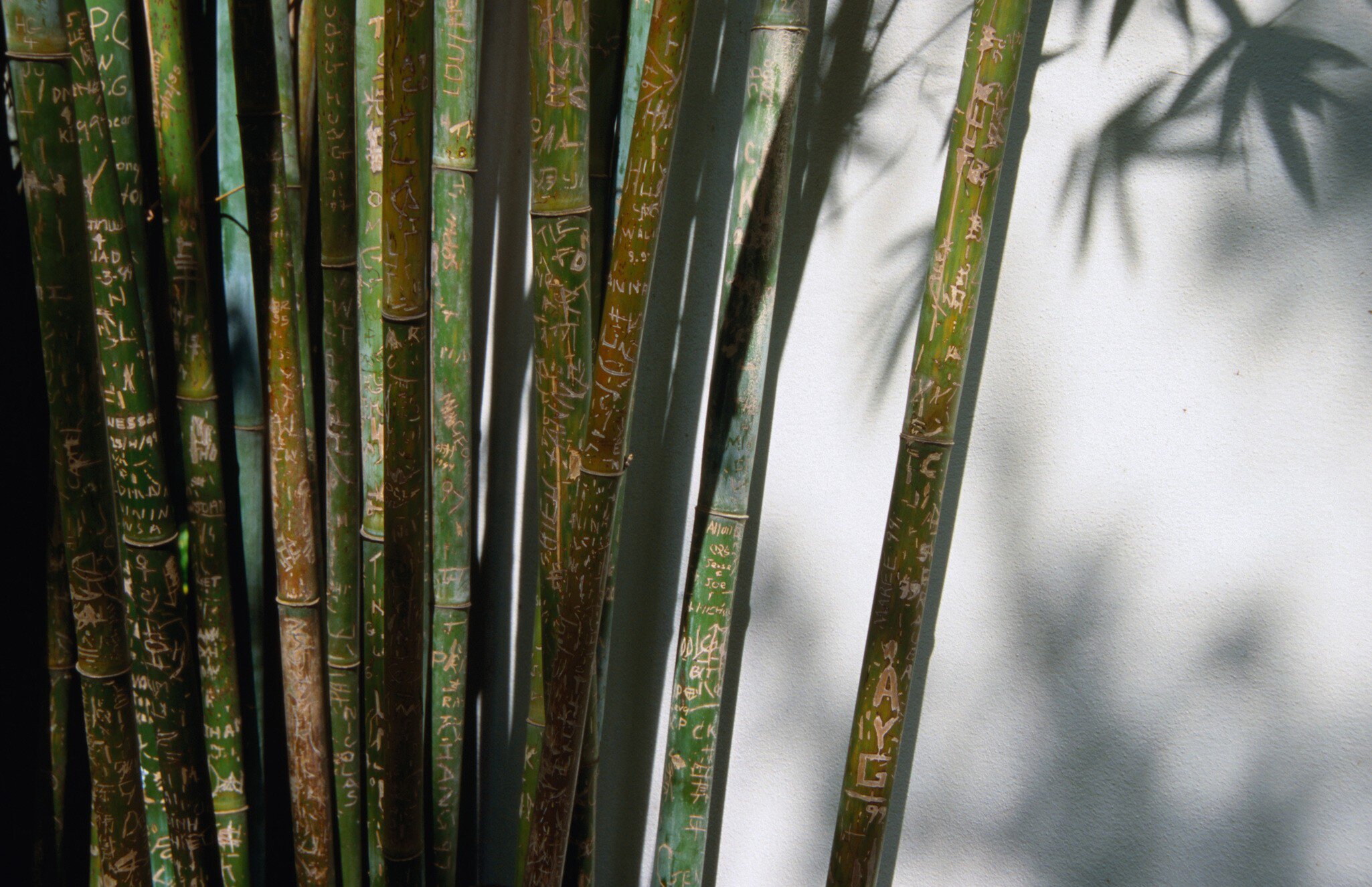 Detail of bamboo plants at Chinese Garden of Friendship, Darling Harbour. Sydney, Australia.