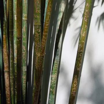 Detail of bamboo plants at Chinese Garden of Friendship, Darling Harbour. Sydney, Australia.