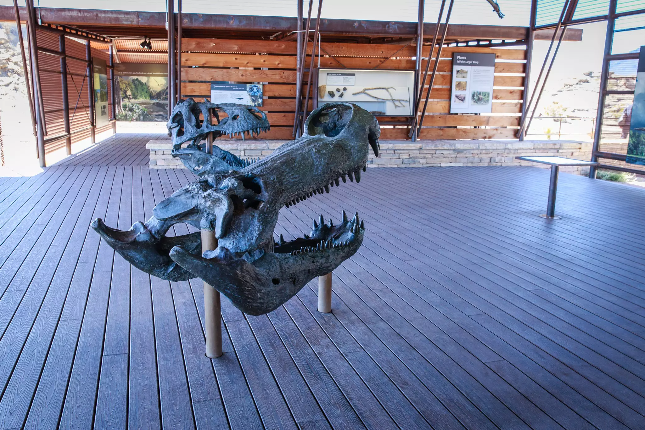 The partial, fossilized skull of a dinosaur is on display in an educational pavilion.