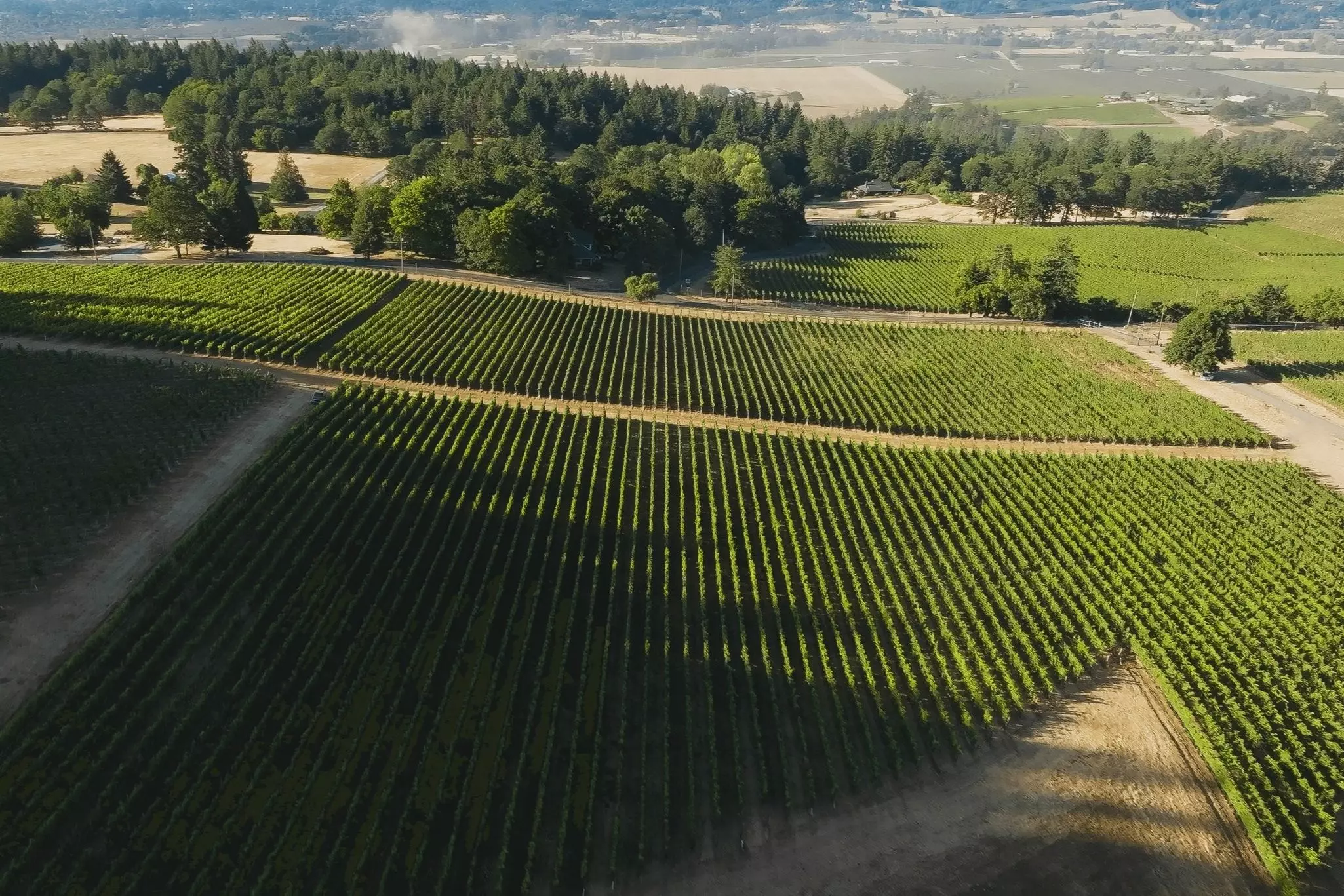 In verdant vineyards, Adelsheim is a leader in sustainable wine production © courtesy Adelsheim Vineyard