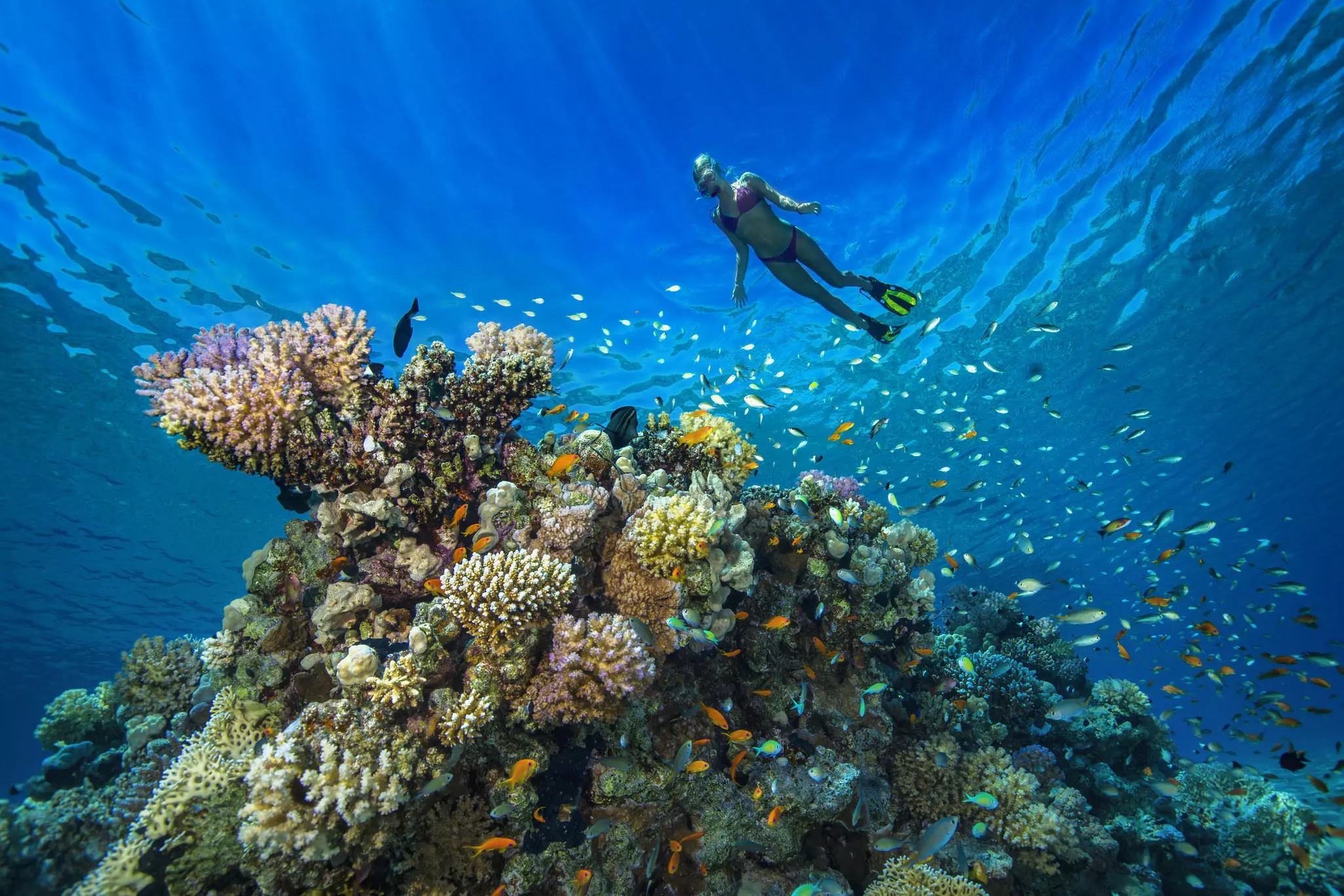 A female snorkeler swims above a coral reef near Hurghada