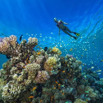 The Red Sea is one of the Middle East's most bountiful diving destinations. Westend61 / Getty Images