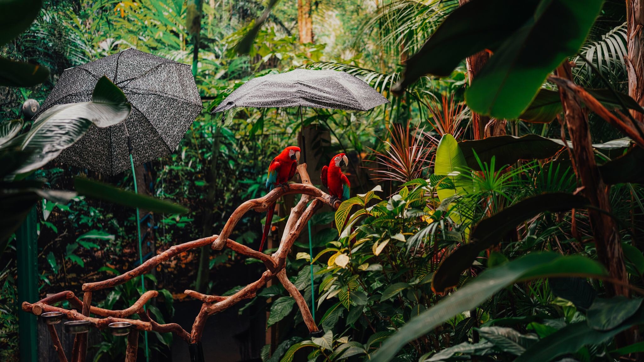 A two red macaw parrots on branch in the tropical garden of Bloedel Conservatory in Vancouver, BC, Canada