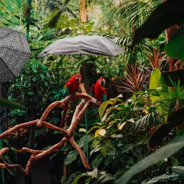 A two red macaw parrots on branch in the tropical garden of Bloedel Conservatory in Vancouver, BC, Canada