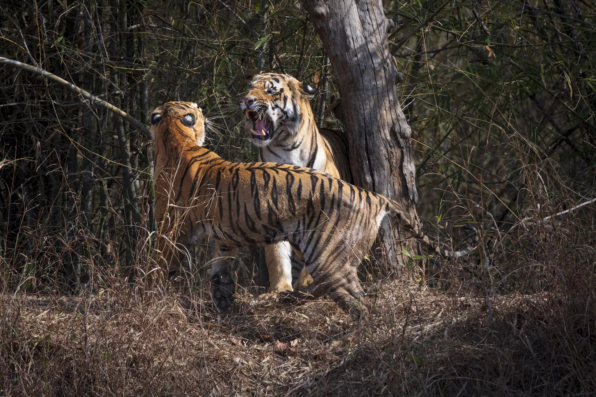Tadoba National Park in Maharashtra gets relatively few visitors, despite its tiger population © Henrik Karlsson / Getty Images