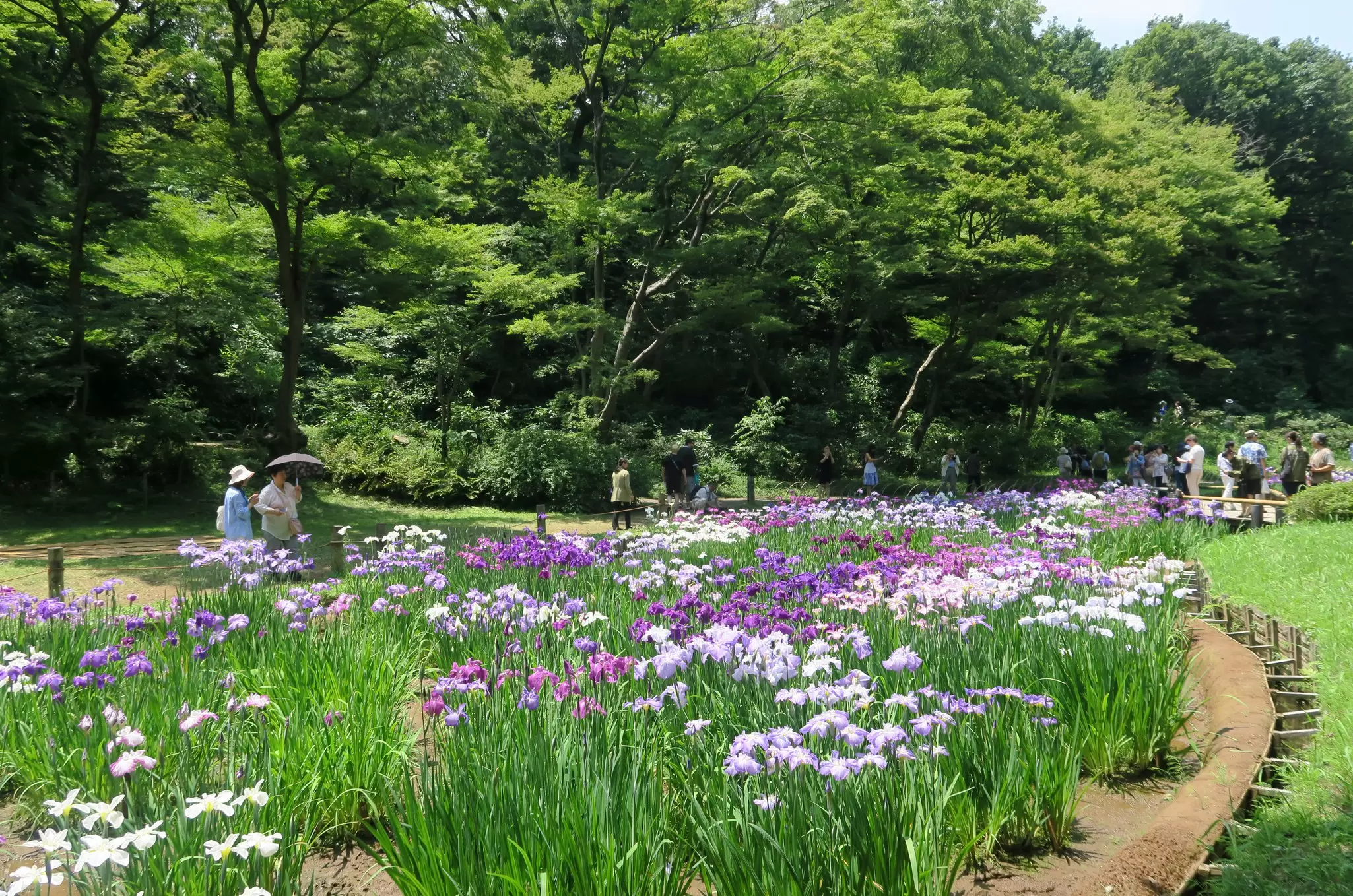 Iris Garden in the Meiji Shrine Inner Garden.