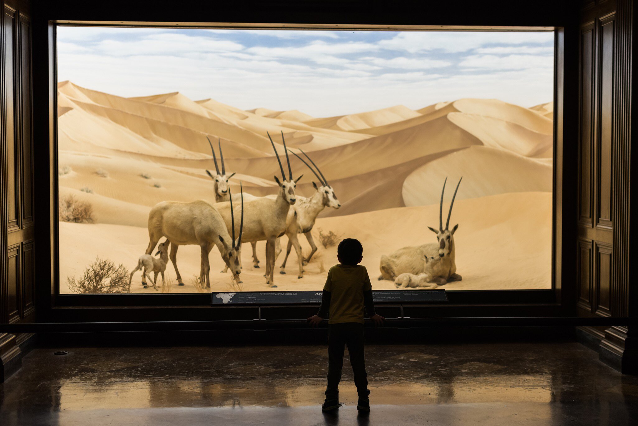 LOS ANGELES - NOVEMBER 1: Cute boy standing in front of window with goat models in Natural History Museum of Los Angeles County. November 1, 2015 in Los Angeles, CA, License Type: media, Download Time: 2025-03-24T18:43:48.000Z, User: katelyn.perry_lonelyplanet, Editorial: true, purchase_order: 65050 - Digital Destinations and Articles, job: wip, client: wip, other: Katelyn Perry