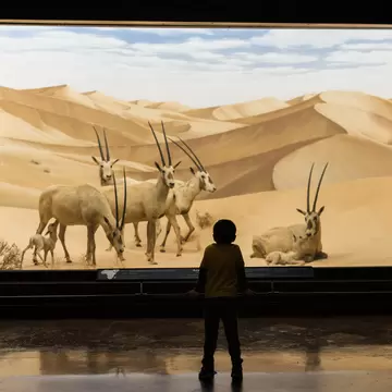 LOS ANGELES - NOVEMBER 1: Cute boy standing in front of window with goat models in Natural History Museum of Los Angeles County. November 1, 2015 in Los Angeles, CA, License Type: media, Download Time: 2025-03-24T18:43:48.000Z, User: katelyn.perry_lonelyplanet, Editorial: true, purchase_order: 65050 - Digital Destinations and Articles, job: wip, client: wip, other: Katelyn Perry