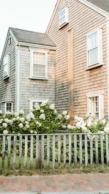 Nantucket hydrangeas in late summer