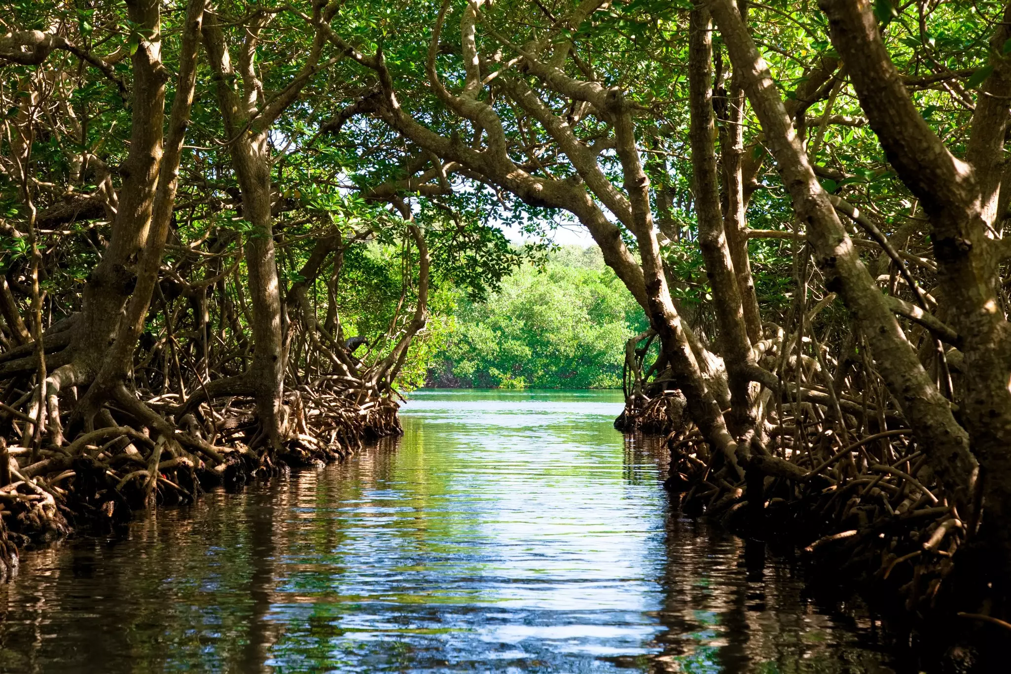 Mangrove trees grow out of the water to create a narrow river tunnel that leads to a larger body of water.