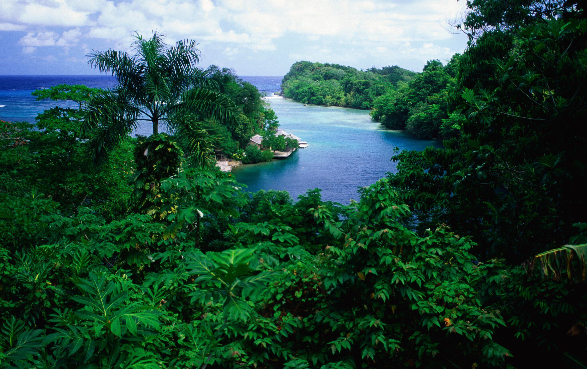 Turquoise water winding between dense green mangrove forest, seen from above.