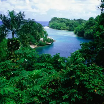 Turquoise water winding between dense green mangrove forest, seen from above.