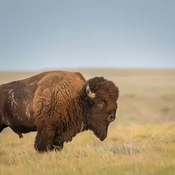 Large brown bison standing side-on in dry golden grass on a flat prairie under a grey-blue sky.