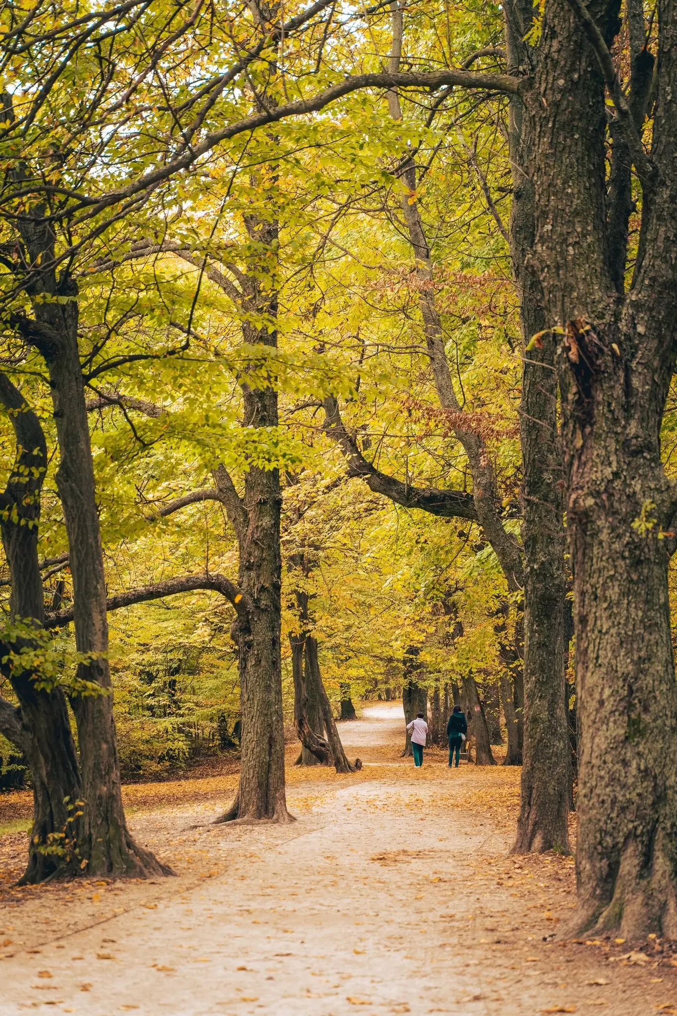 Autumnal view of Normafa Park in Budapest, Hungary.