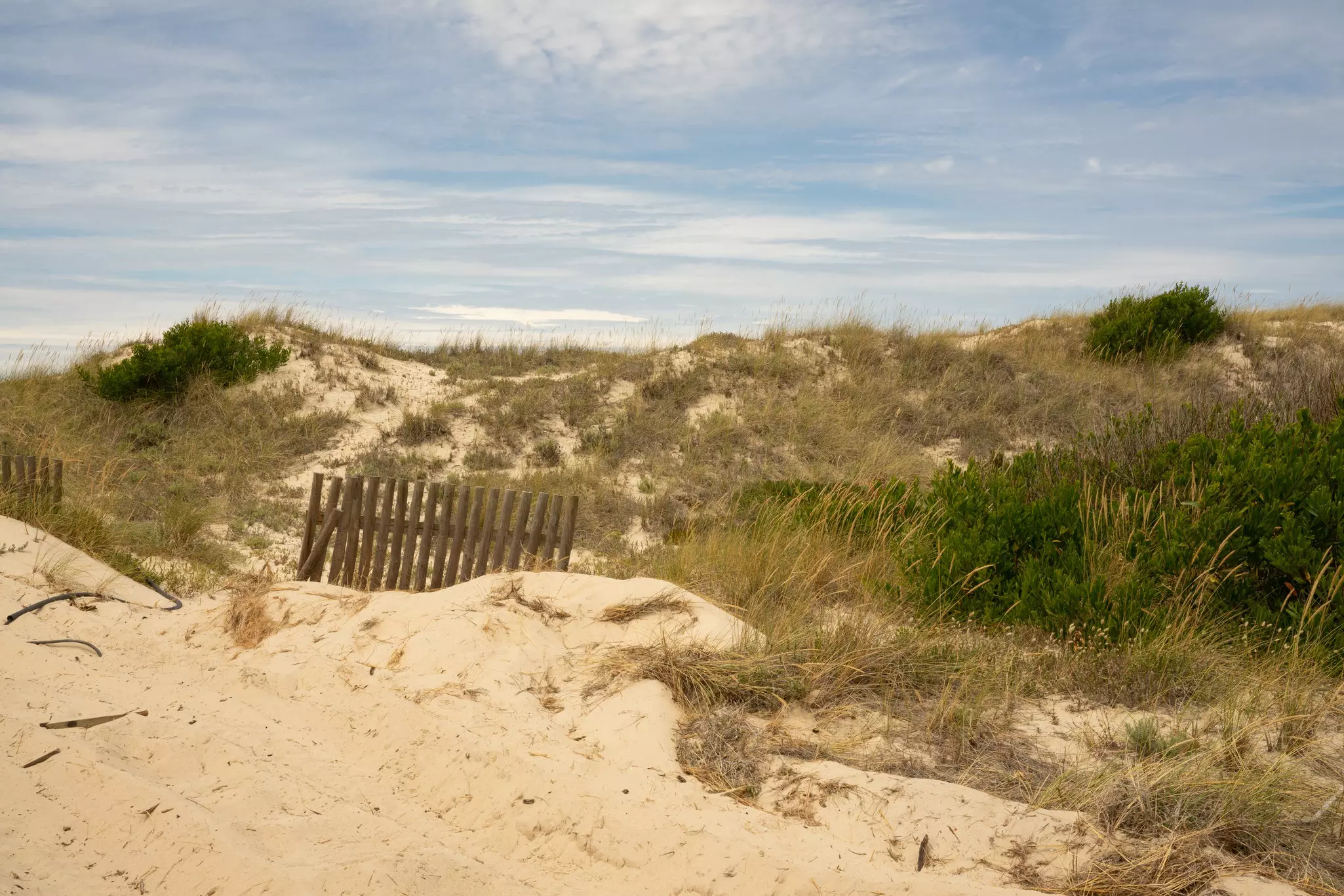 Dunes and vegetation.