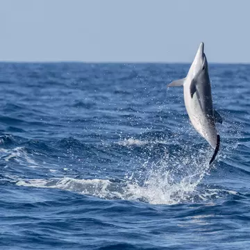 Wild Spinner Dolphins
