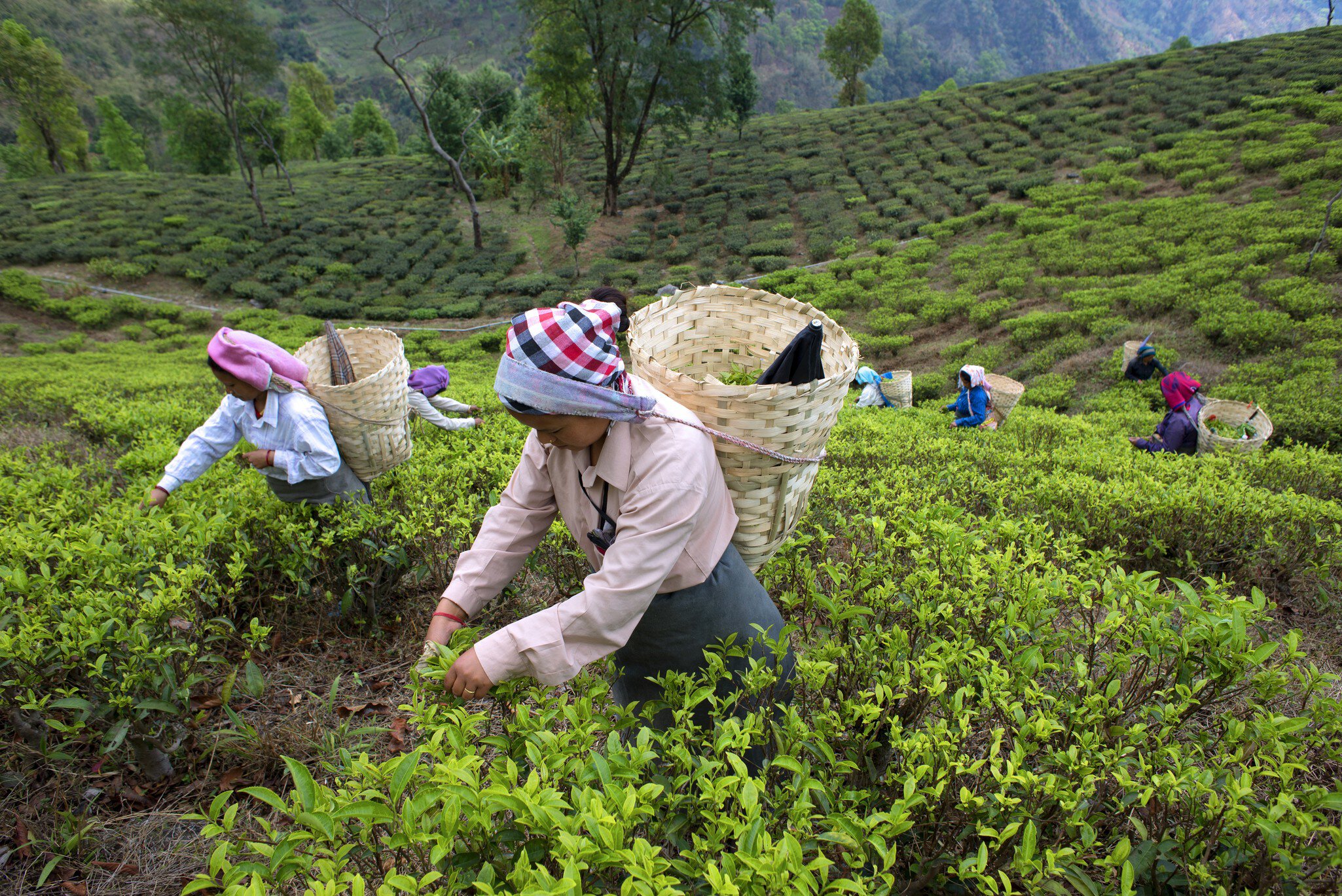 Tea plucking women