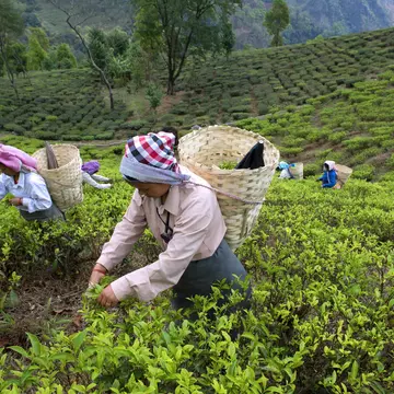 Tea plucking women