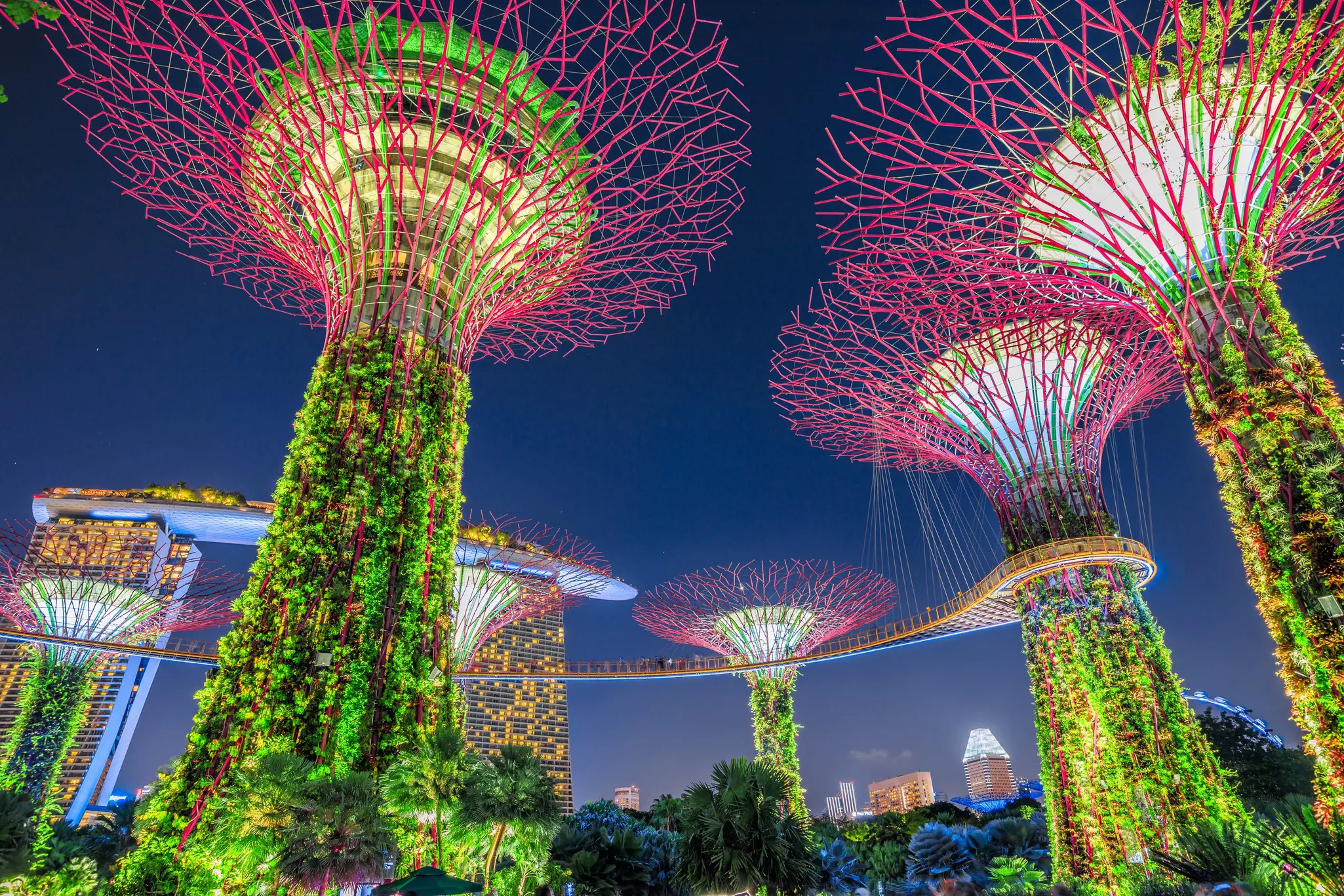 Several massive structures that blossom outward and upward (the Supertrees) are linked by an elevated walkway; within the Supertrees are vertical gardens. Below, on ground level, people walk along the circular paths that surround each tree.