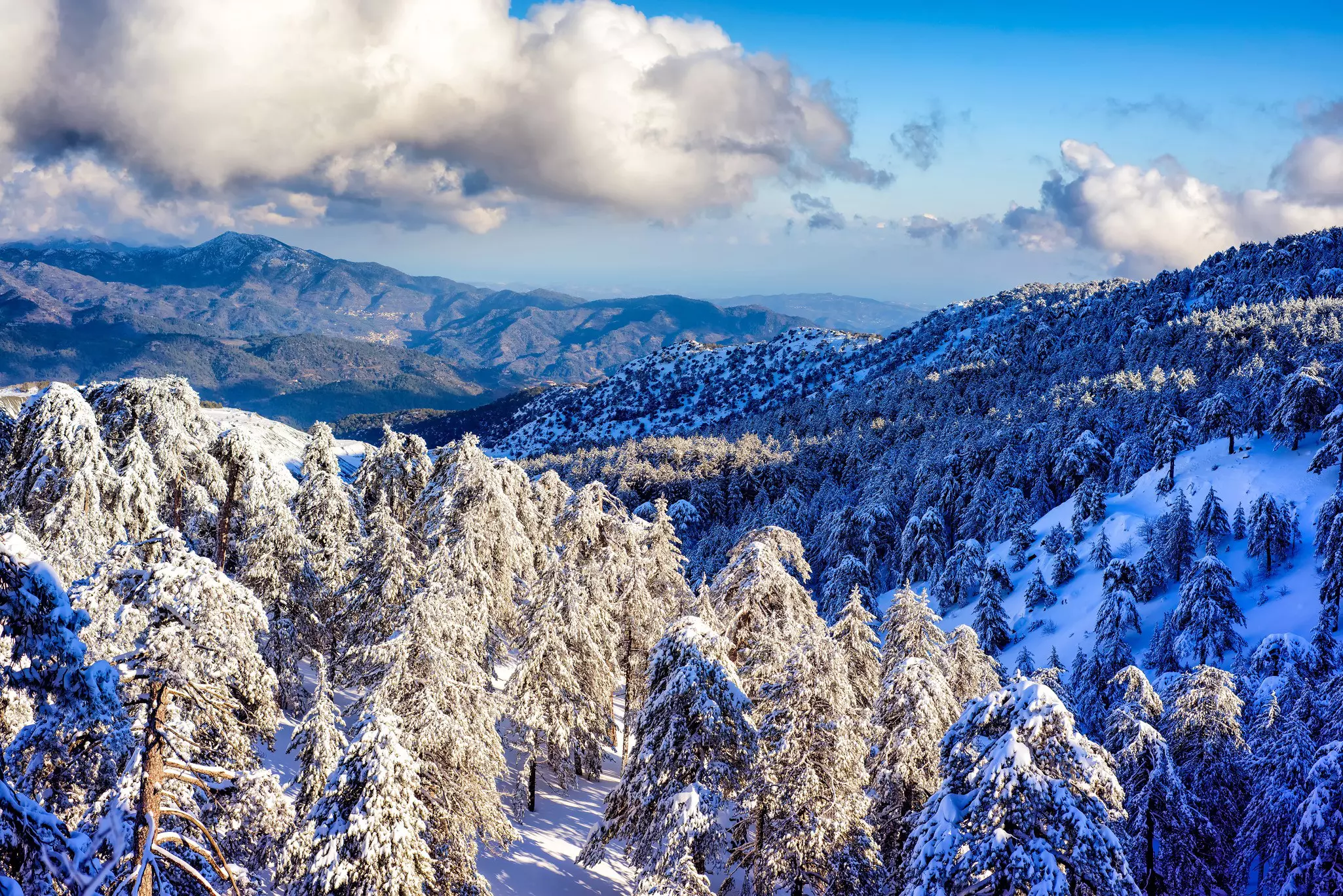 Snow over pine forests in the Troodos mountain range